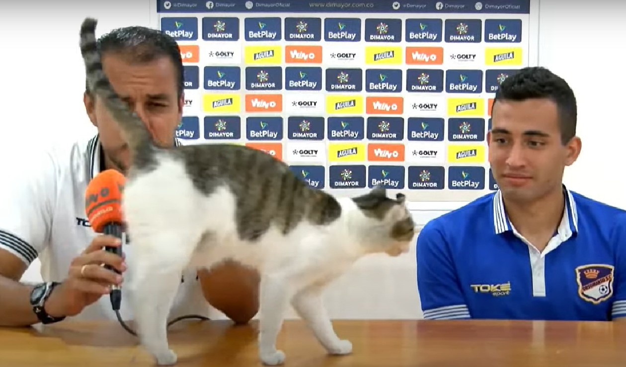 Video del gato que estuvo en rueda de prensa en Colombia | Antena 2