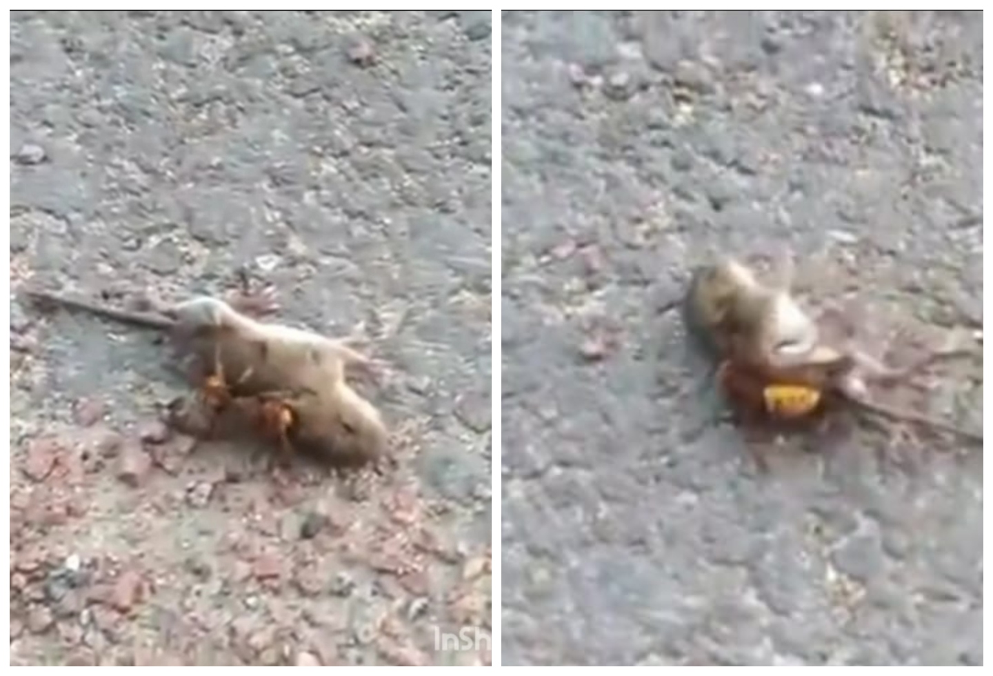 Avispón asesino mató ratón