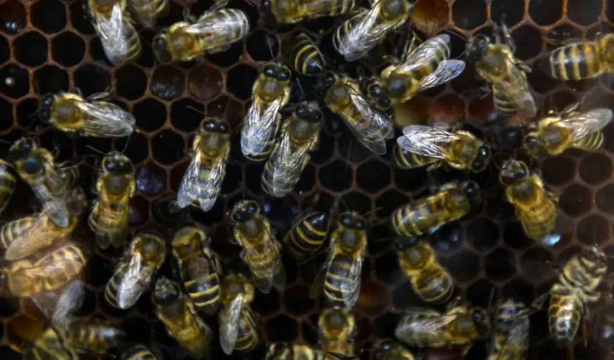 Enjambre de abejas 