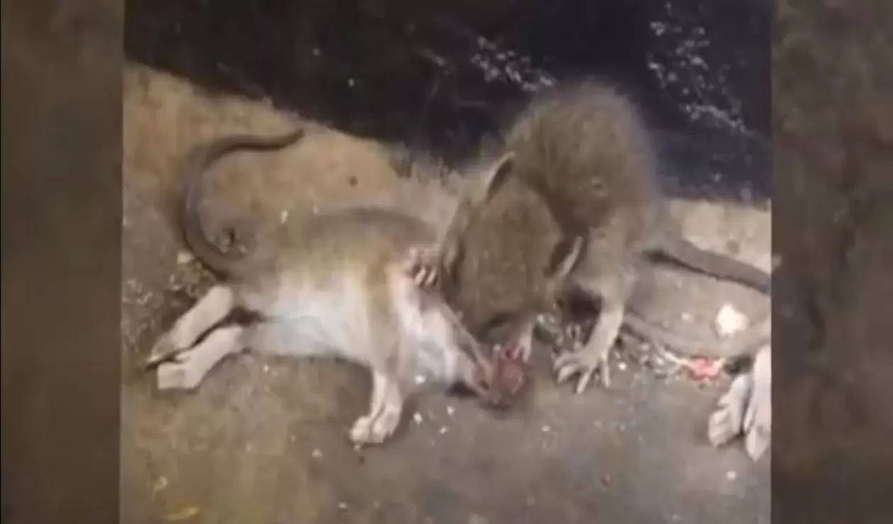 Aumenta el canibalismo entre ratas por la falta de comida