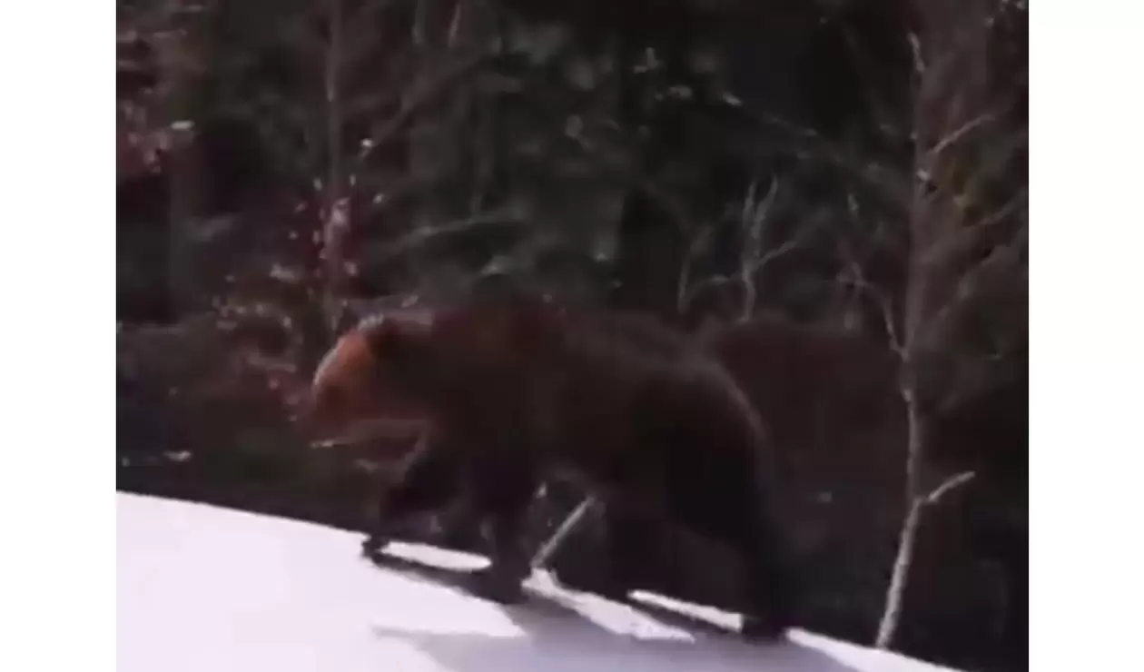 Persecución de oso a esquiador en Rumania 