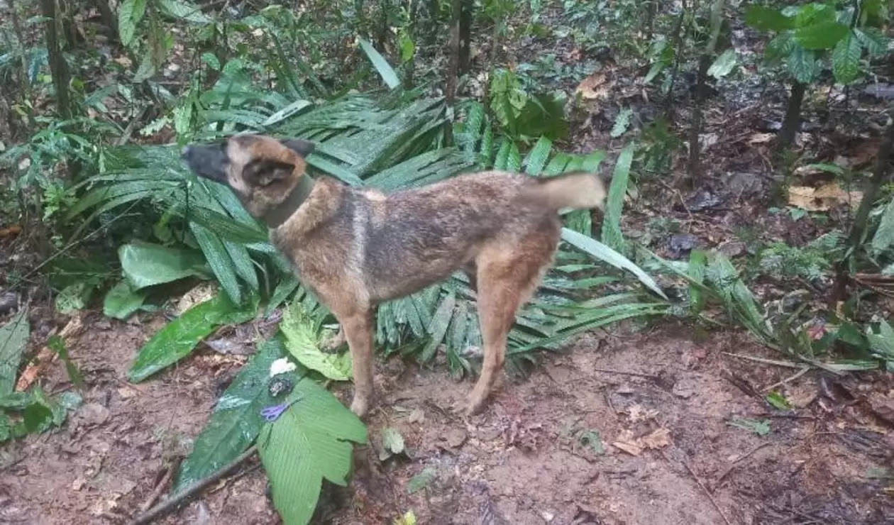 Wilson, el perro rescatista desaparecido en la búsqueda de los niños en la selva