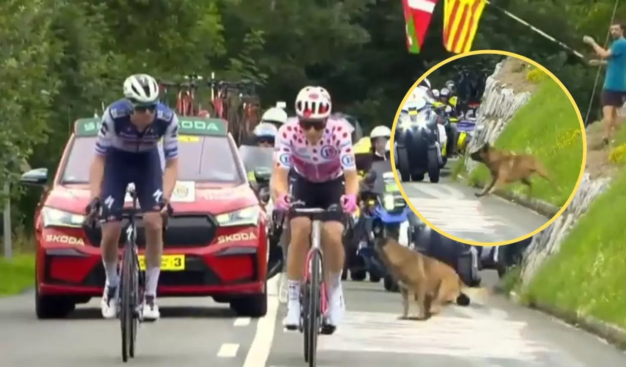 Perro se atravesó en la carretera en la etapa 2 del Tour de Francia