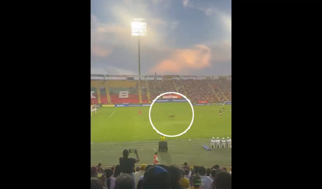 Perrito interrumpió partido Tolima vs Millonarios