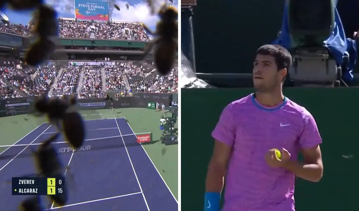 Ataque de abejas en partido de tenis