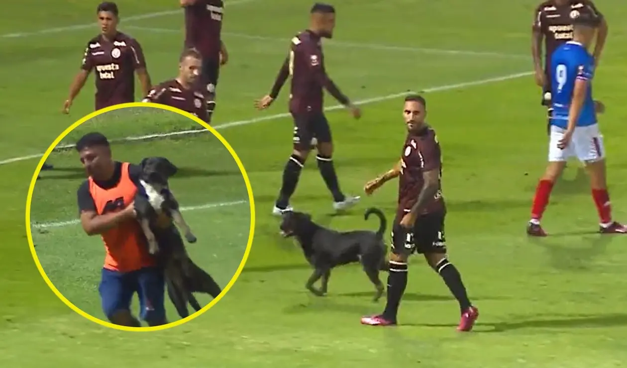 Perro se robó el show en el fútbol peruano en Manucci vs Universitario