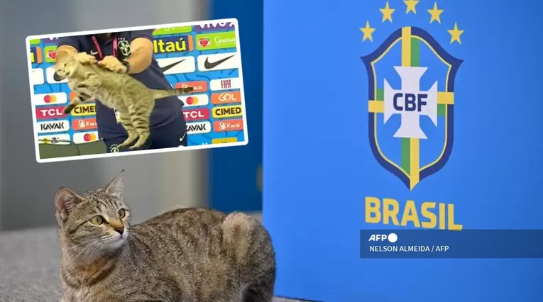 Gato Brasil