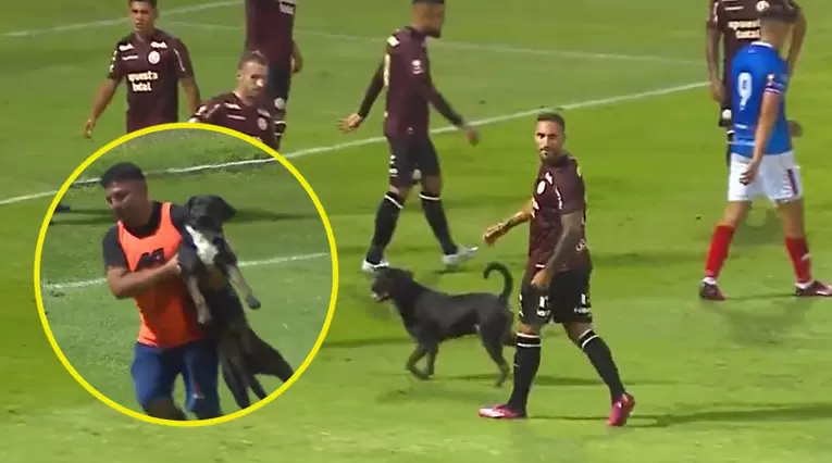 Perro se robó el show en el fútbol peruano en Manucci vs Universitario