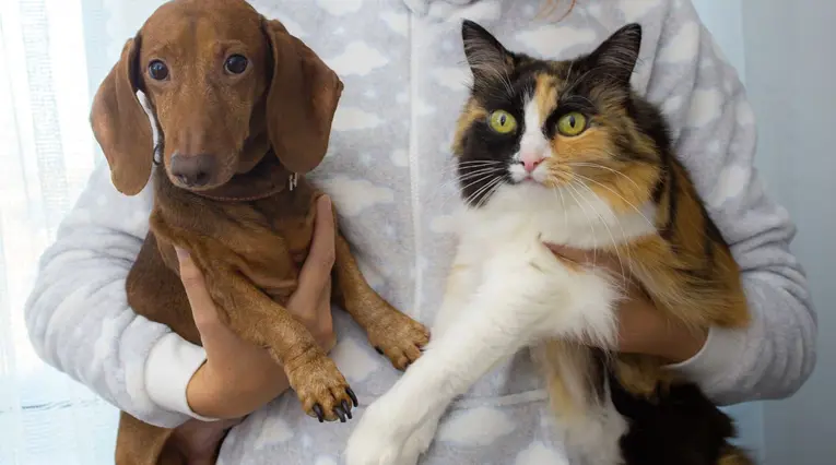 Perro y gato