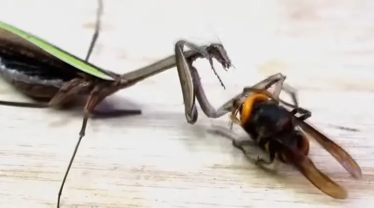 Avispón asesino