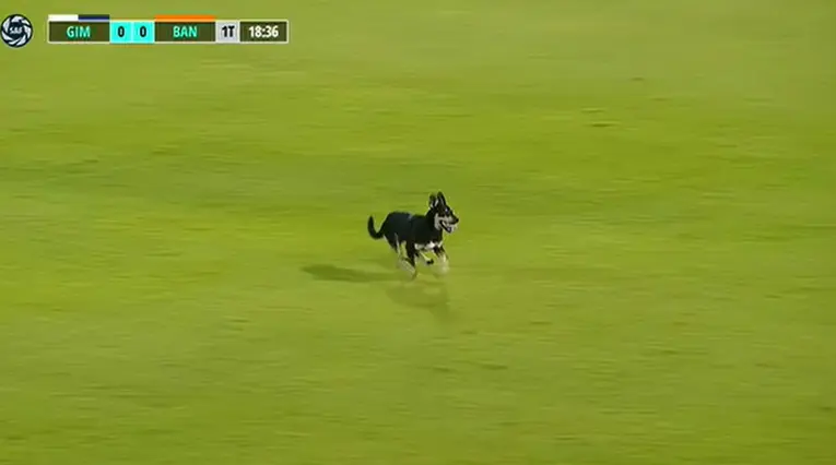 Perrito en Argentina