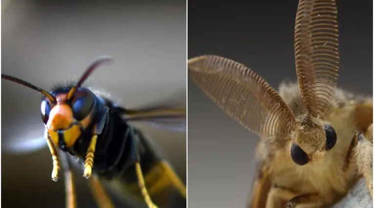 Polilla gitana 