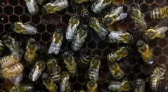 Enjambre de abejas 