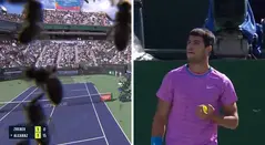 Ataque de abejas en partido de tenis