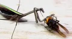 Avispón asesino