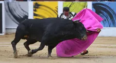 Toros RCN