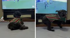 Perrito hincha de Fluminense