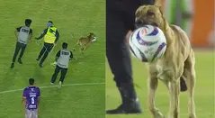Perro se robó el show por sus gambetas en México