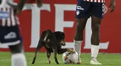 Perrito Junior vs Universitario - Copa Libertadores