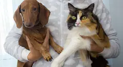 Perro y gato