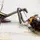 Mantis religiosa